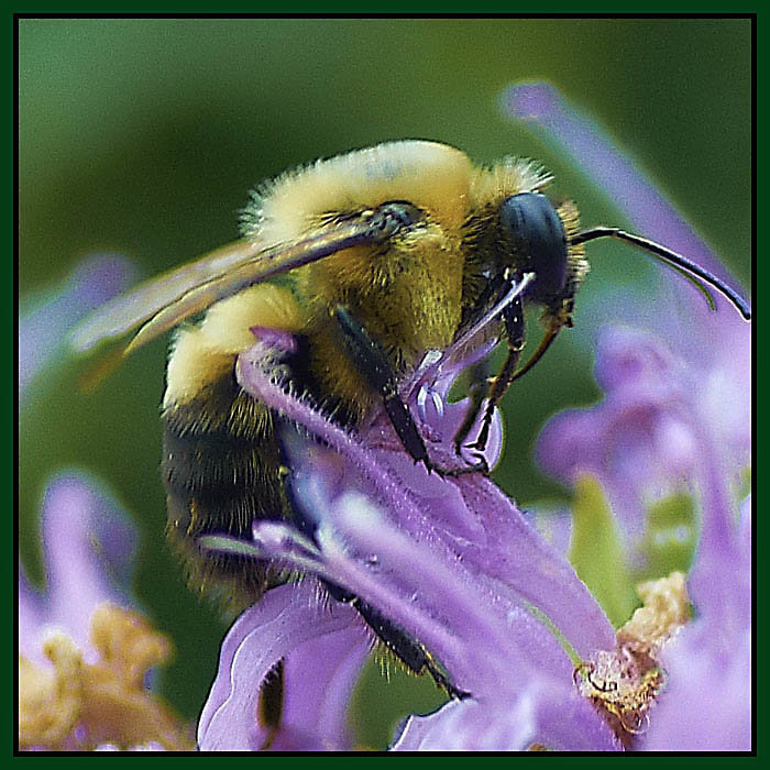 Bee. - Gene Brumer