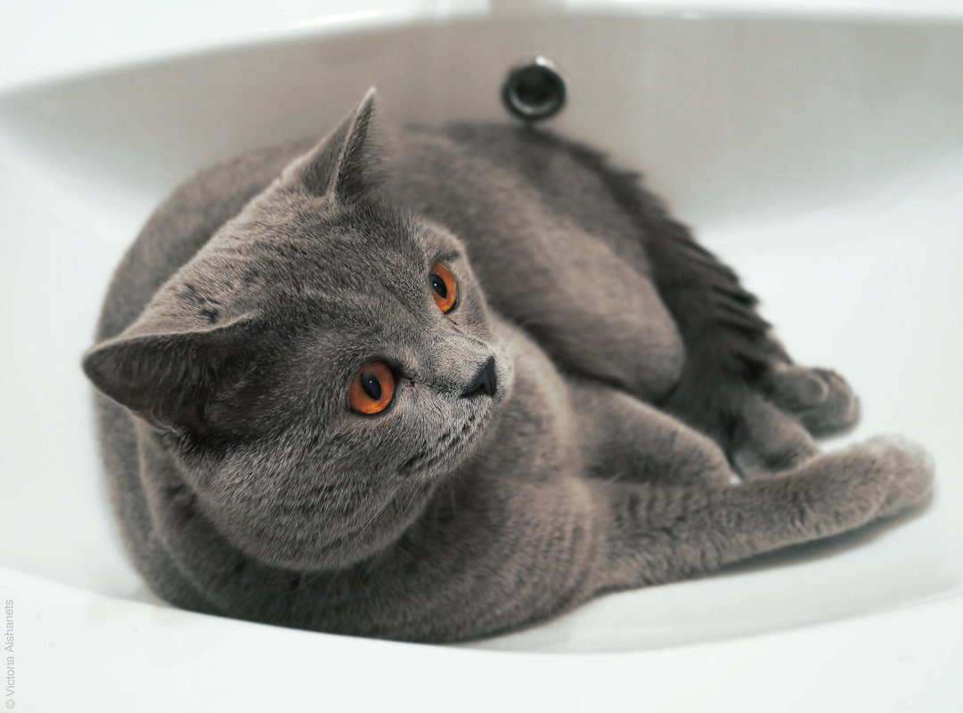 кот в ванне - Виктория Альшанец