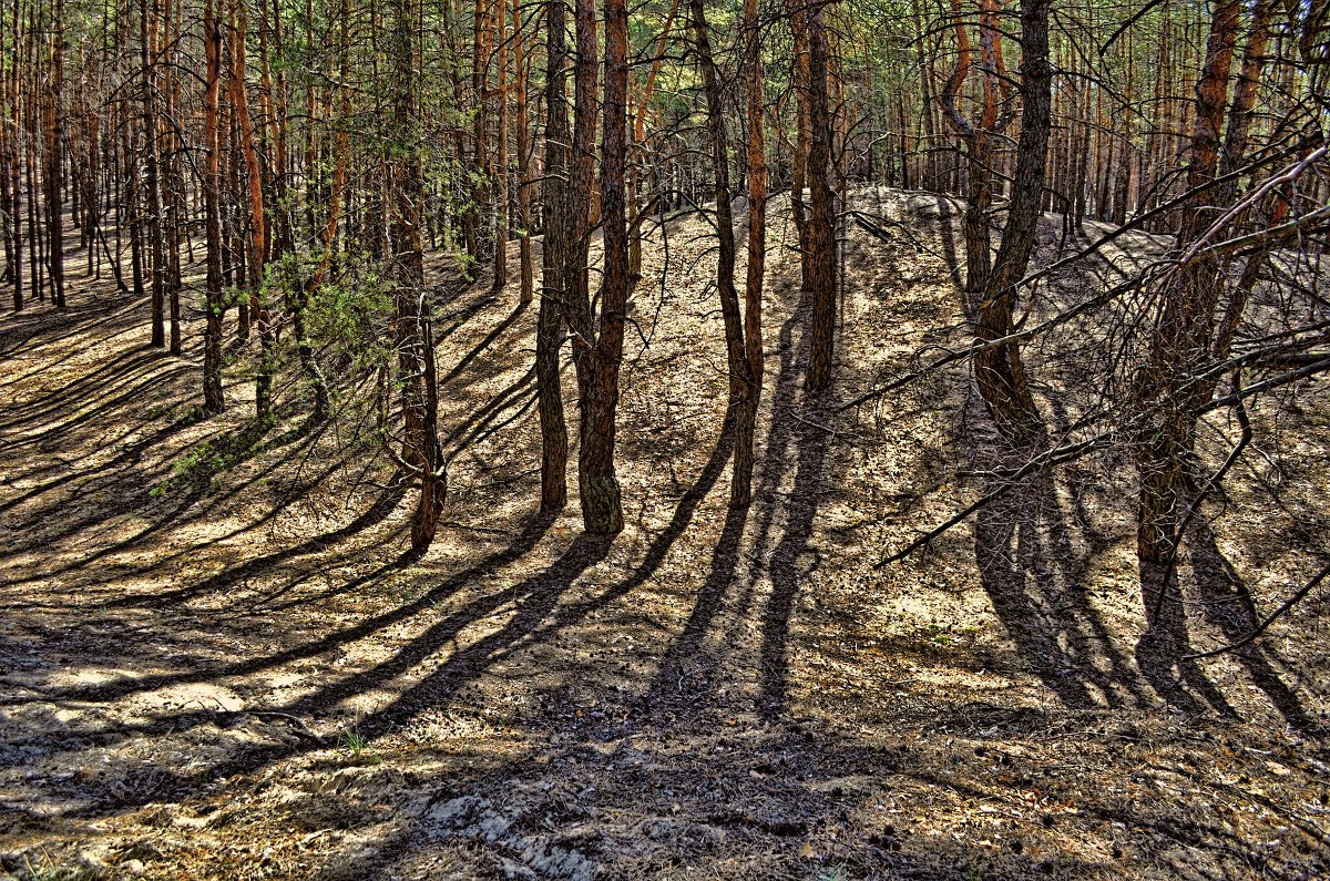 Сосновый лес - Лидия Цапко