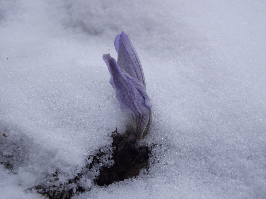 Крокус в снегу - Андрей Макаров