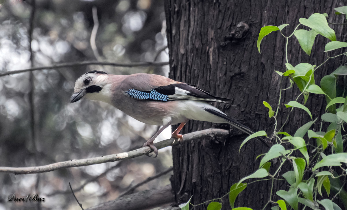 Garrulus glandarius- или сойка... - Павел Баз