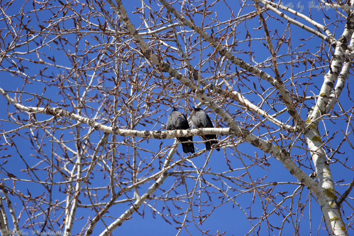 Birds in the tree - Виктор Мушкарин (thepaparazzo)