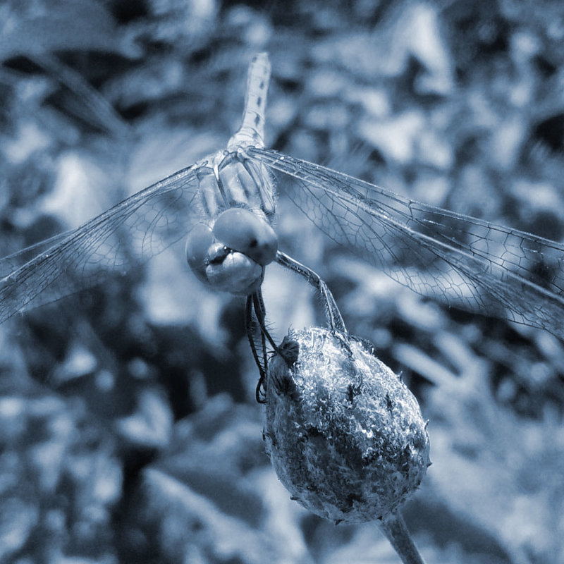 Dragonfly #4 - Эдуард Цветков
