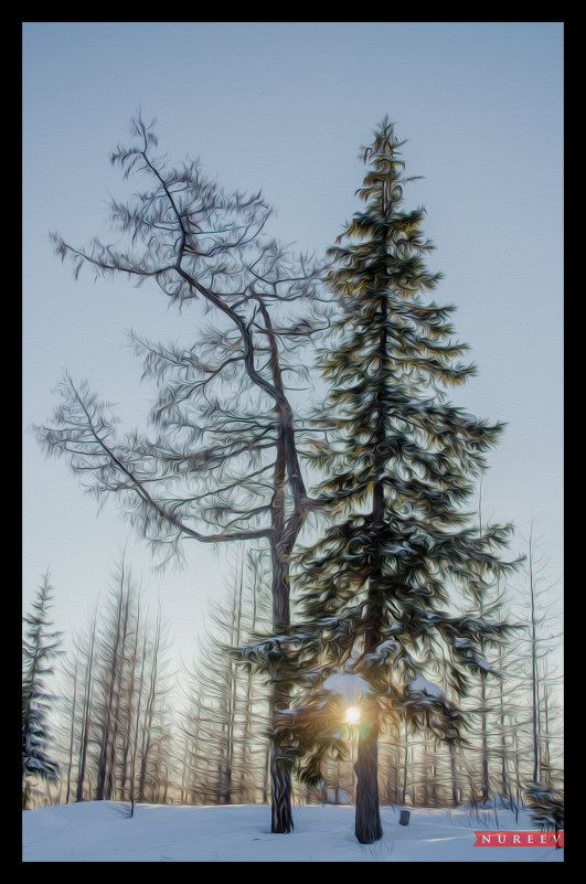 В объятиях солнечных лучей, согретый снегом весенний лес. - Kamil Nureev