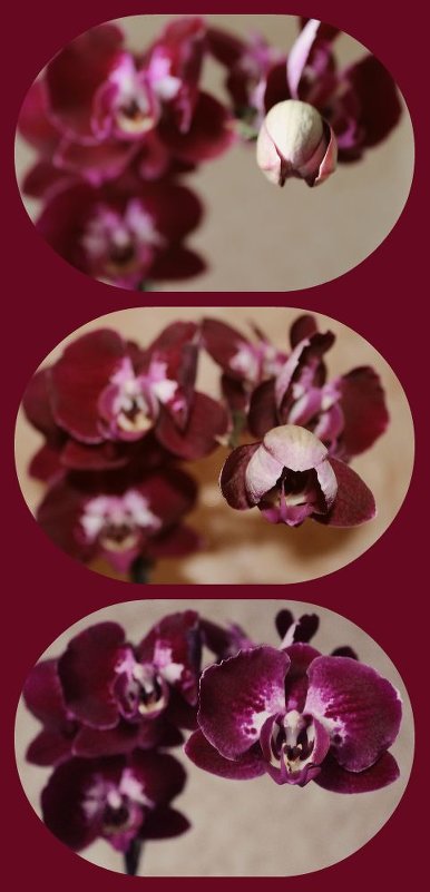 Жизнь орхидеи - Alen Creative