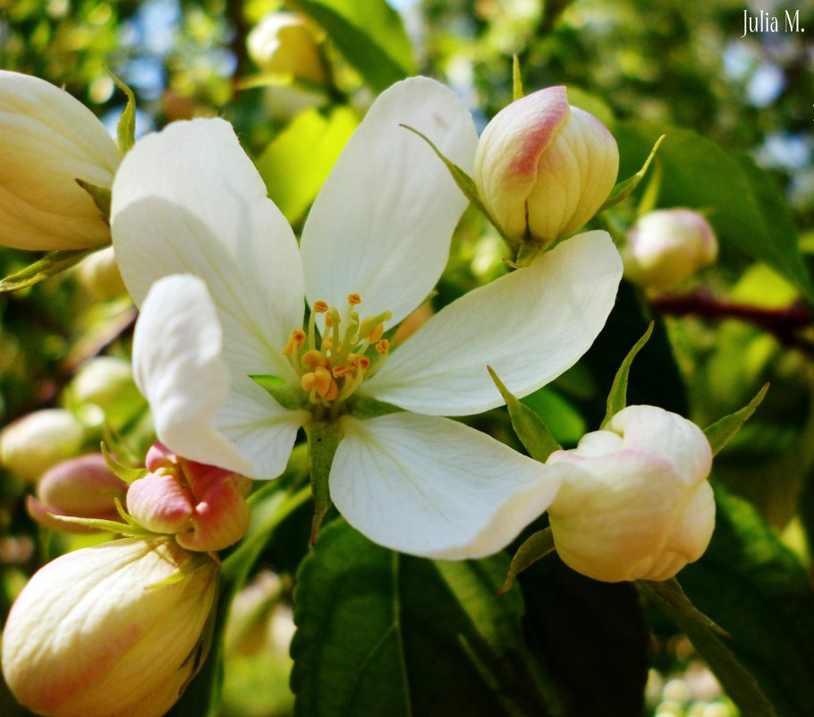 Flower of apple. - Юлиана Мещерякова