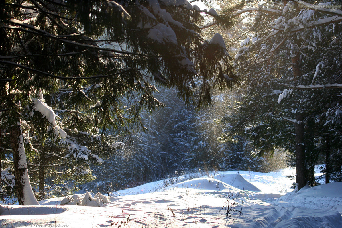 Winter forest - Виктор Мушкарин (thepaparazzo)