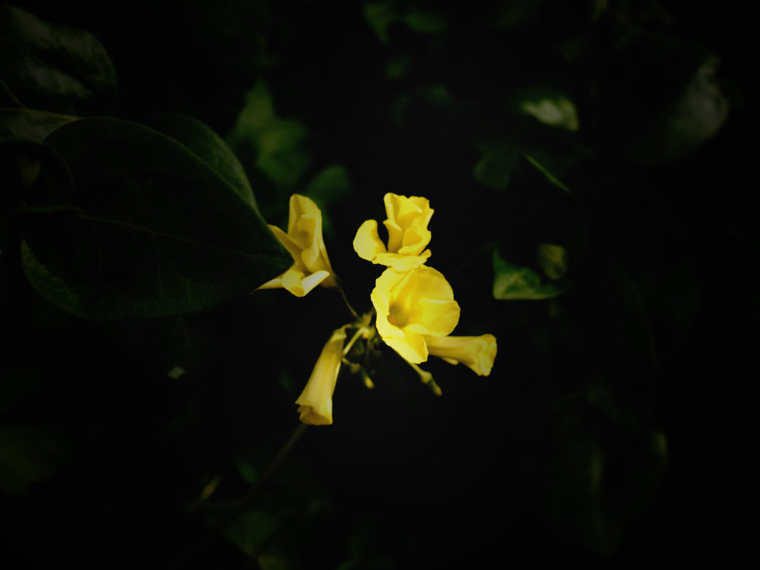 Жёлтые цветы на чёрном - Алла Шапошникова