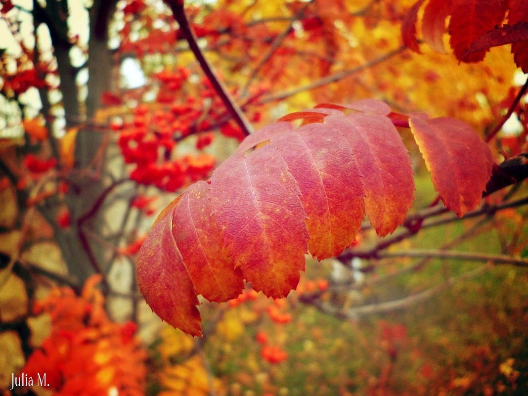 Red autumn. - Юлиана Мещерякова