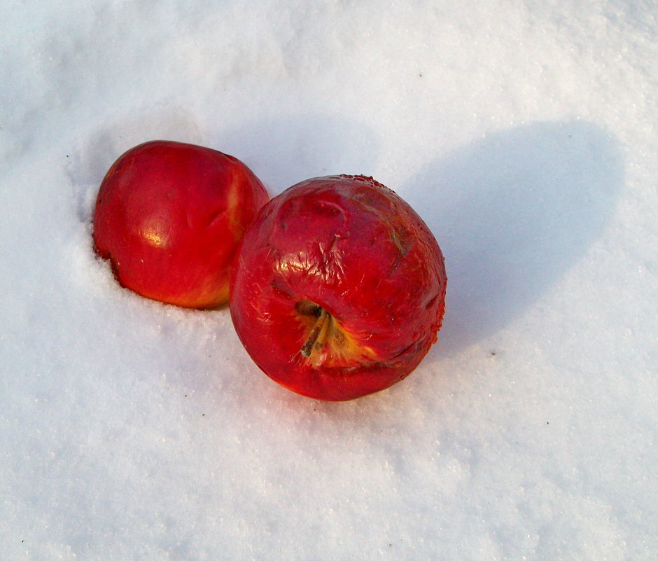 Яблоки на снегу - Галина Pavel