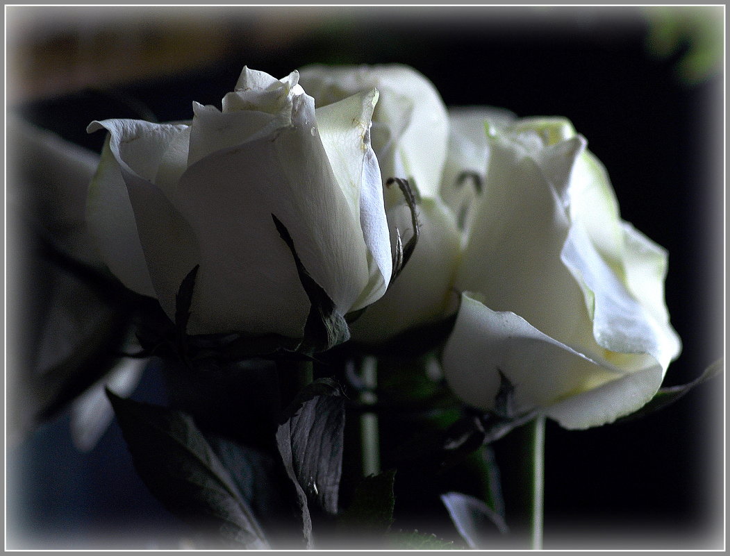 Белые розы - Ольга Винницкая (Olenka)