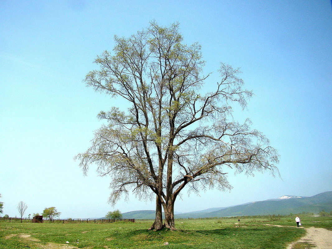 Мое любимое дерево - Александр Ваюш