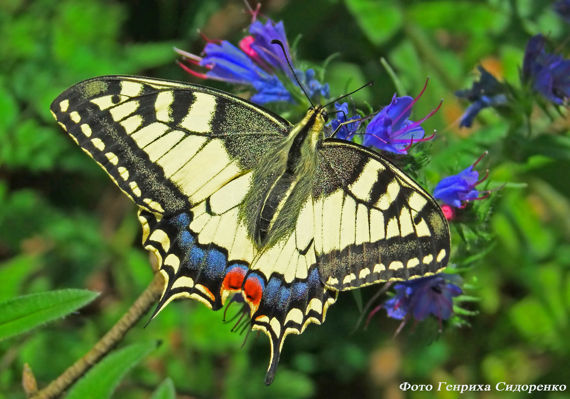 Бабочка Махаон (Papilio machaon L.) :: Генрих Сидоренко – Социальная сеть  ФотоКто