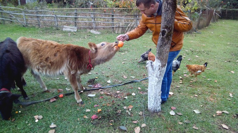 Корова кушает хурму - Аня Андрейчук