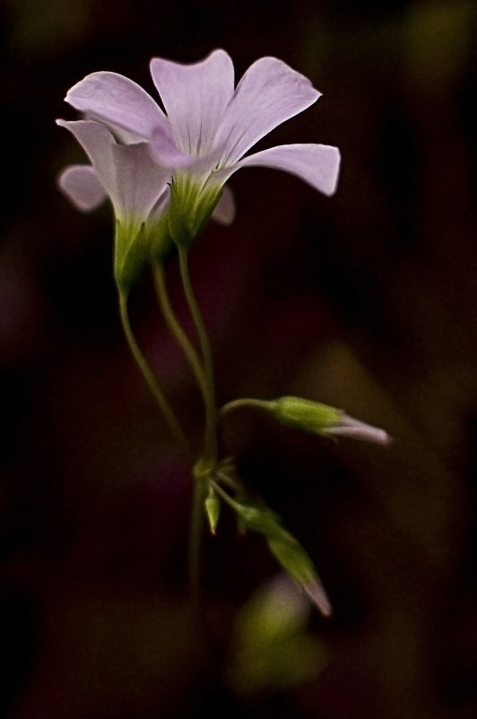 Oxalis deppei - Евгений Ананевский