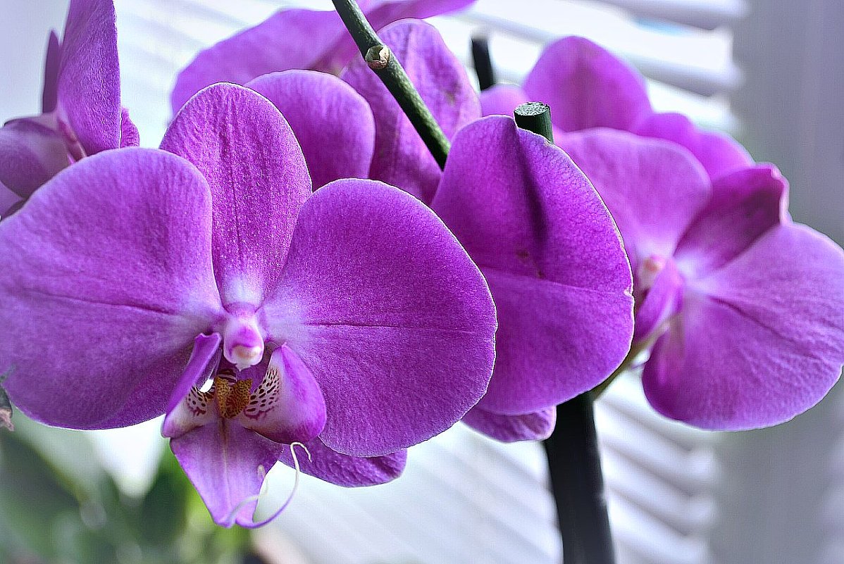 Орхидея - galina tihonova