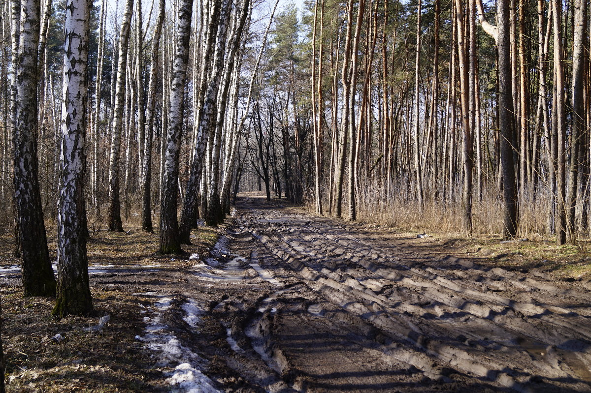 Весна в лесу. - Владимир Михеев