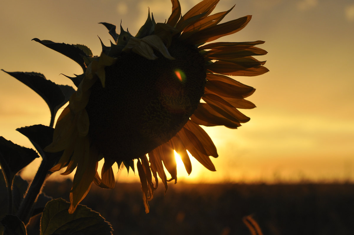 Sunflower - Ирина Хайруллина
