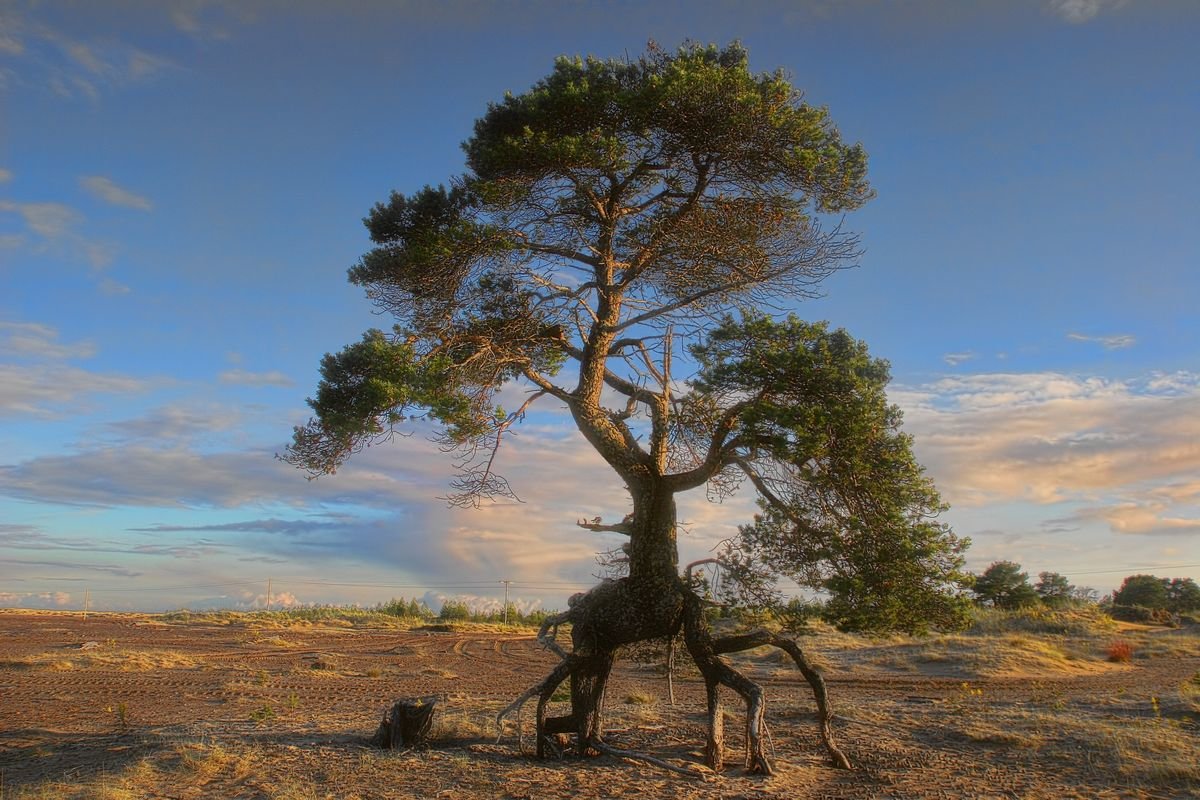 Дерево с ногами - Борис Смирин
