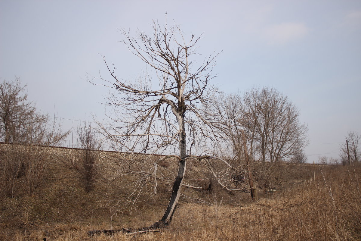 Обожженное дерево - Андрей Макаров