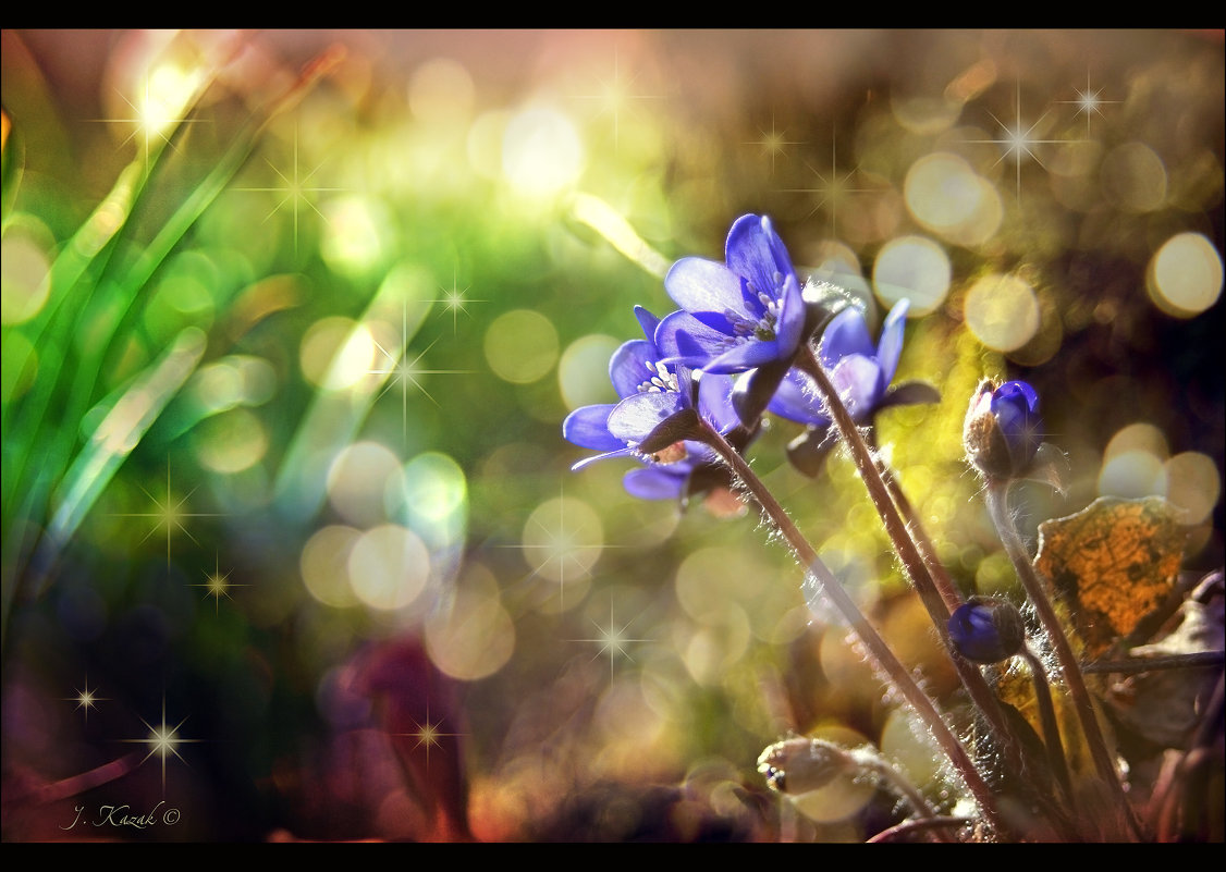 В королевстве синих цветов.... - Елена Kазак (selena1965)
