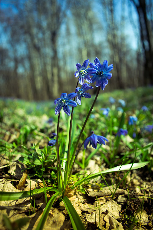 Весна в лесу - Vladimir Volkov