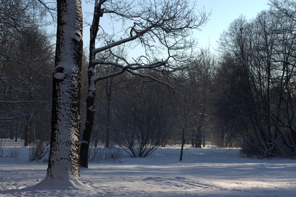 утро в парке, март - Андрей С