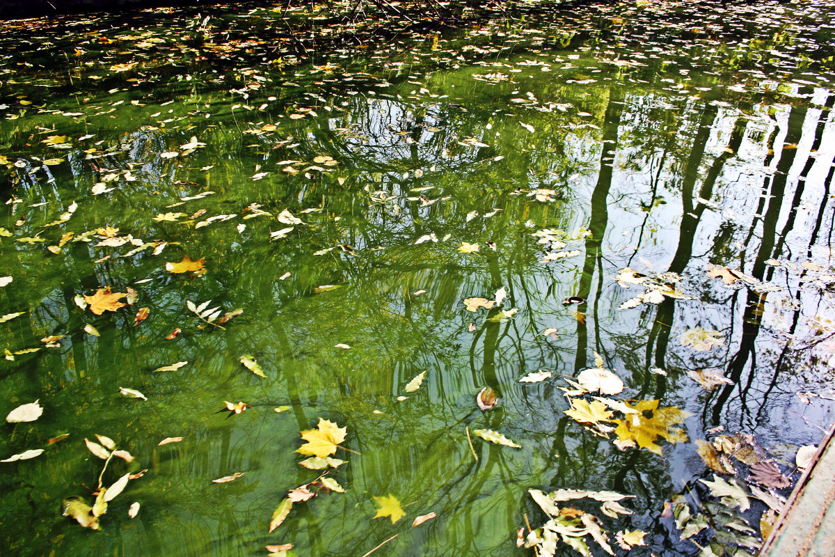 ...зелёные водоросли - Елена Михайловна