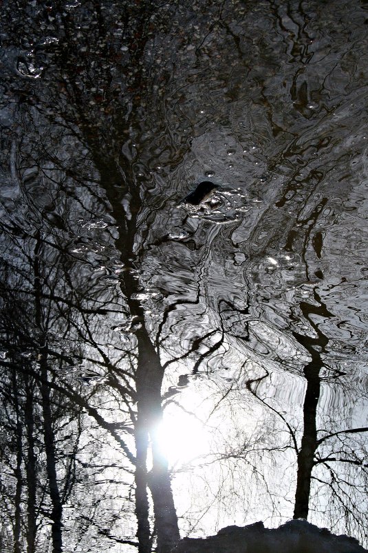 Птица плавающая на дереве - Евгений Юрков