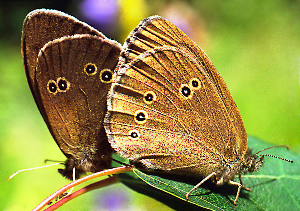 Бабочка Глазок цветочный, или чернобурый (Aphantopus hyperantus) - Генрих Сидоренко