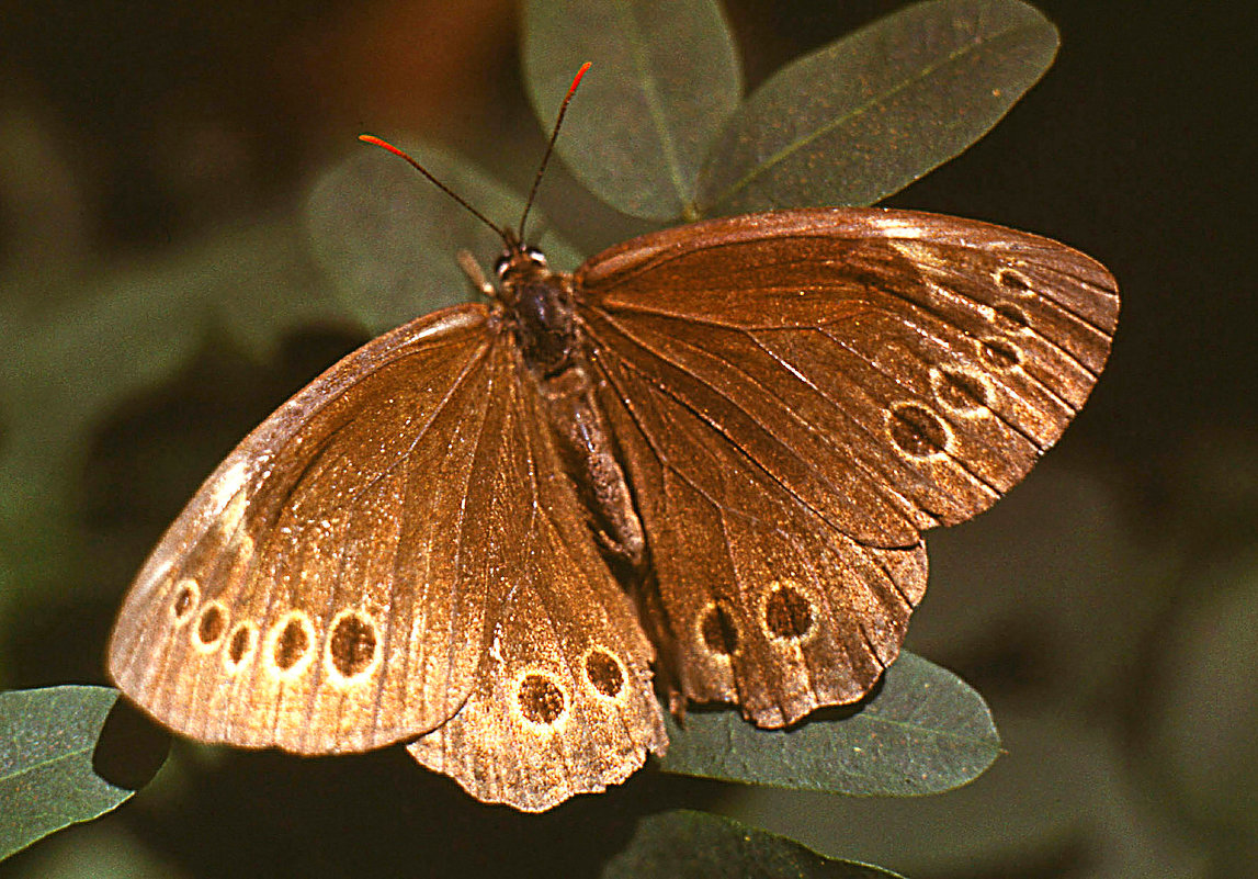 Бабочка Крупноглазка (Lasiommata Achine Sc.) - Генрих Сидоренко