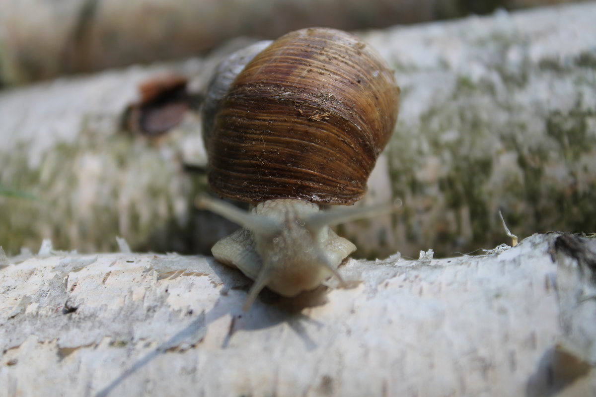 snail - Konstantin Pervov