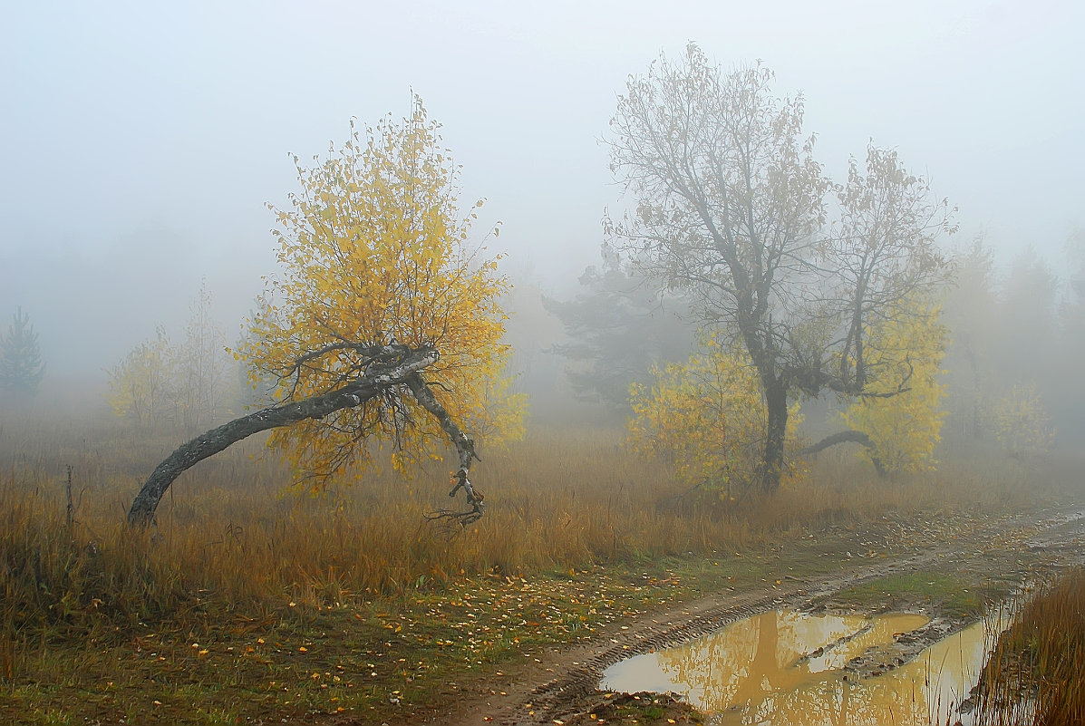 Осень в тумане - Георгийf 