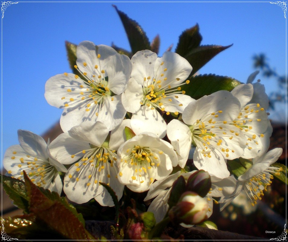 Весна во всей красе - Татьяна Пальчикова
