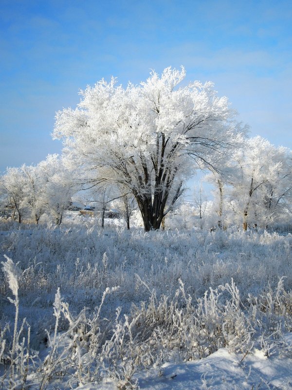 Снежное дерево - Yuliana Nebel