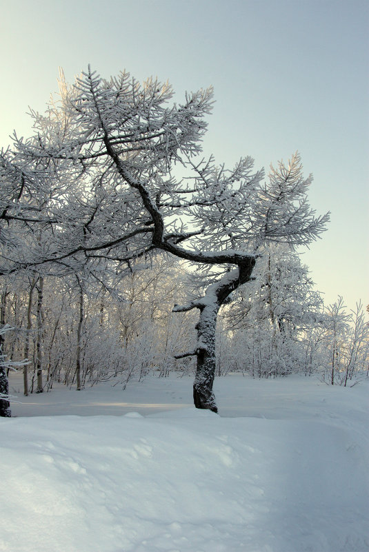 лиственница в снегу - Алена Дегтярёва