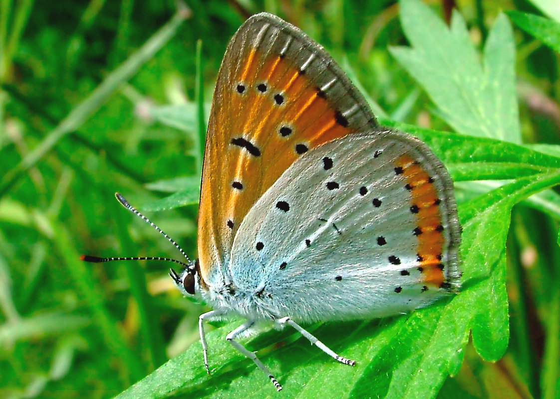 Бабочка Голубянка Червонец пятнистый (Lycaena phlaeas) - Генрих Сидоренко
