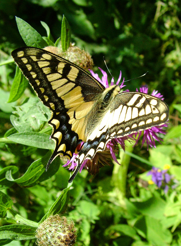 Бабочка Махаон  (Papilio machaon L.) - Генрих Сидоренко