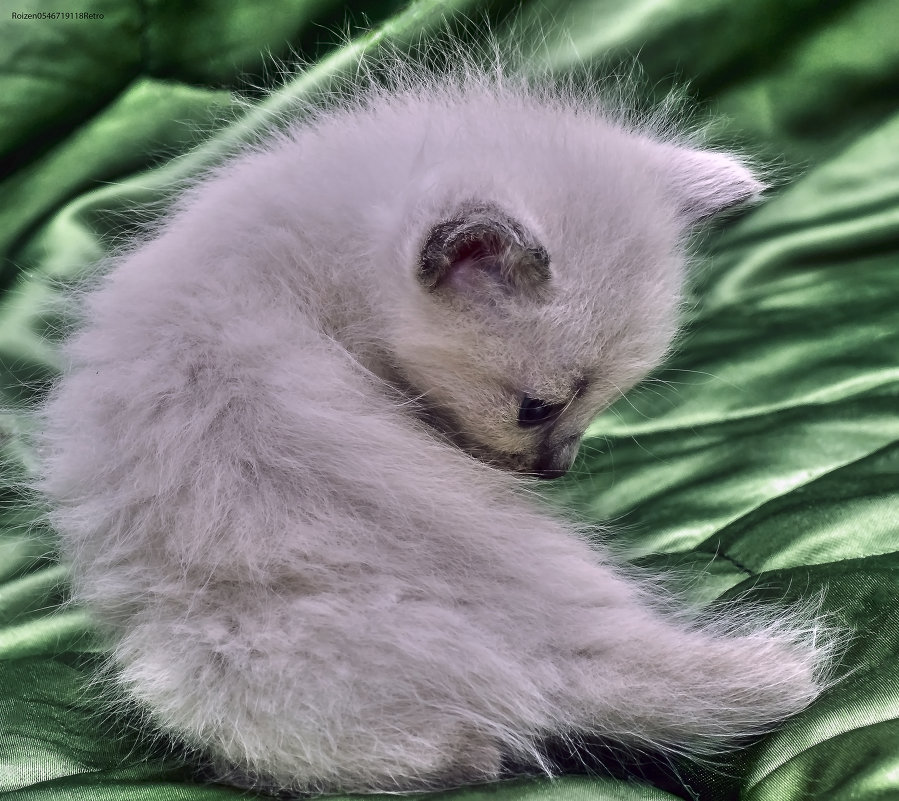 Мама,а это,что Хвость?-котёнок таец-из серии Кошки очарование мое! - Shmual & Vika Retro