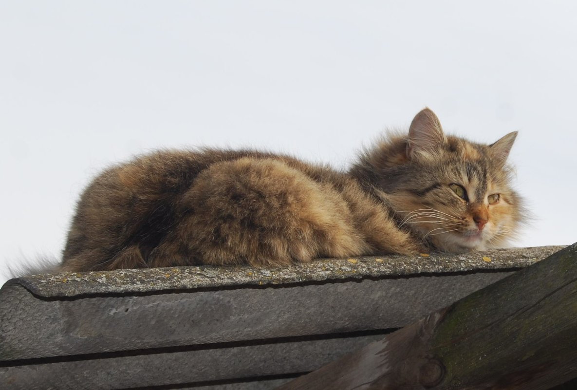 Кот на крыше - Анна Чигряй
