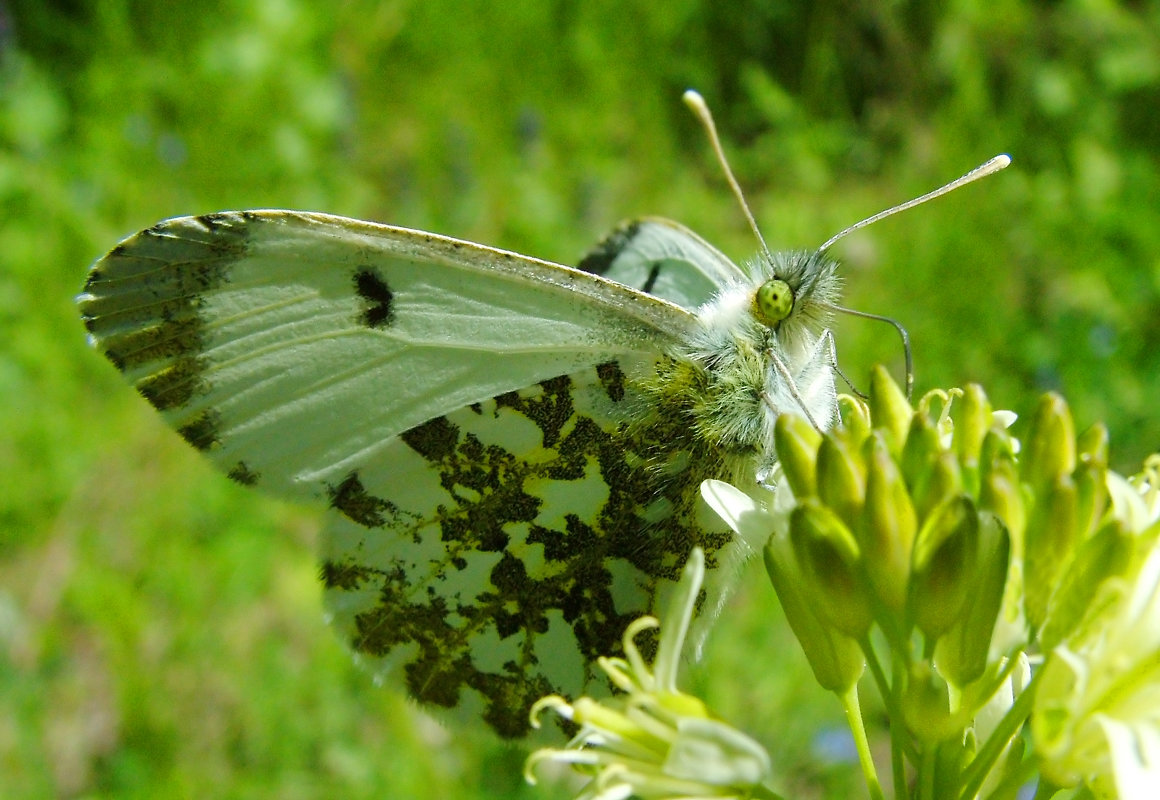 Бабочка Зорька, самка  (Anthocharis cardamines L.) - Генрих Сидоренко