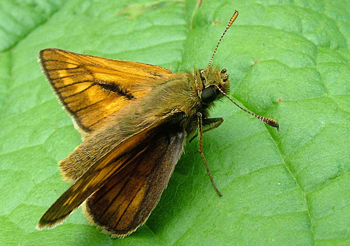 Бабочка Толстоголовка запятая (Hesperia comma L.), самец - Генрих Сидоренко