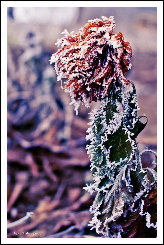 Замёрзший цветок - Igor Zhabskiy