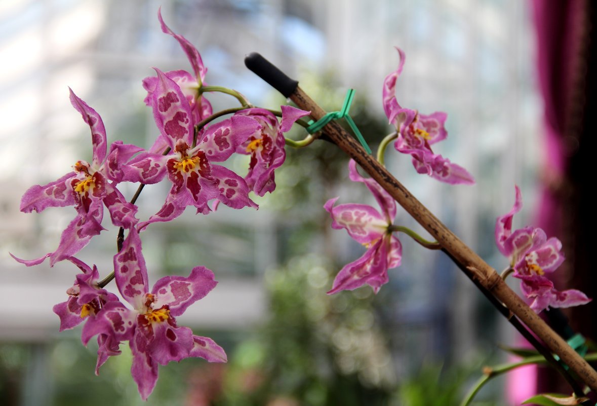 Симфония орхидей - Виктория 