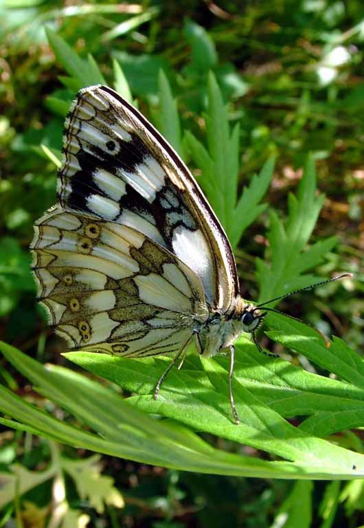 Бабочка Галатея (Melanagria galathea L.) - Генрих Сидоренко