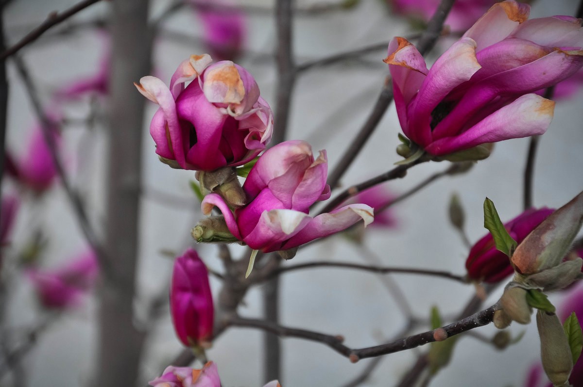 Тюльпановое дерево - Ирина Токарева