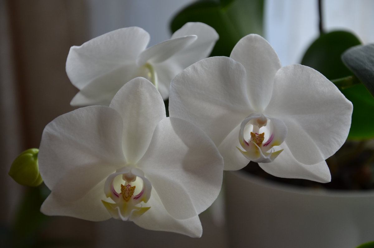 Орхидея - Полина Гудина