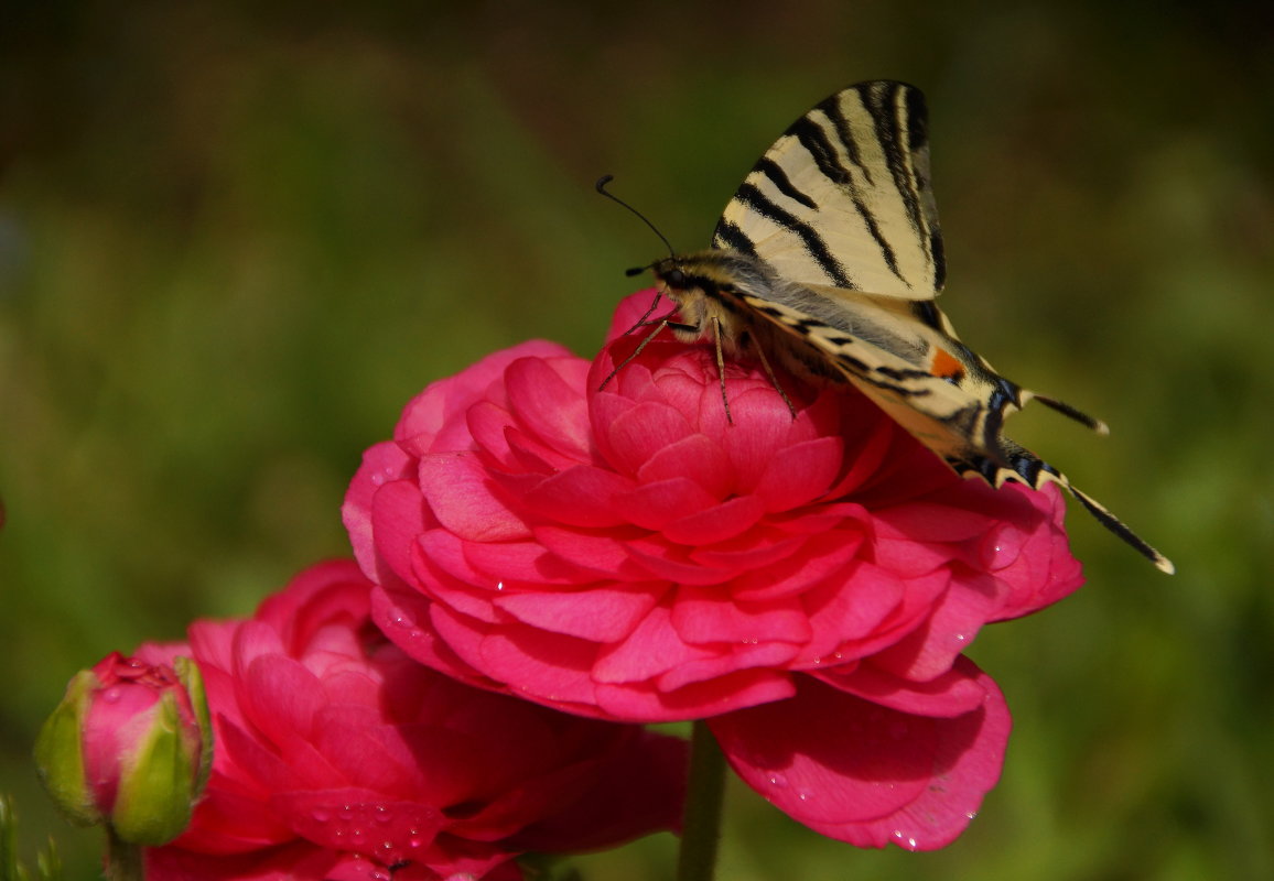бабочка в саду - Елена Мартынова