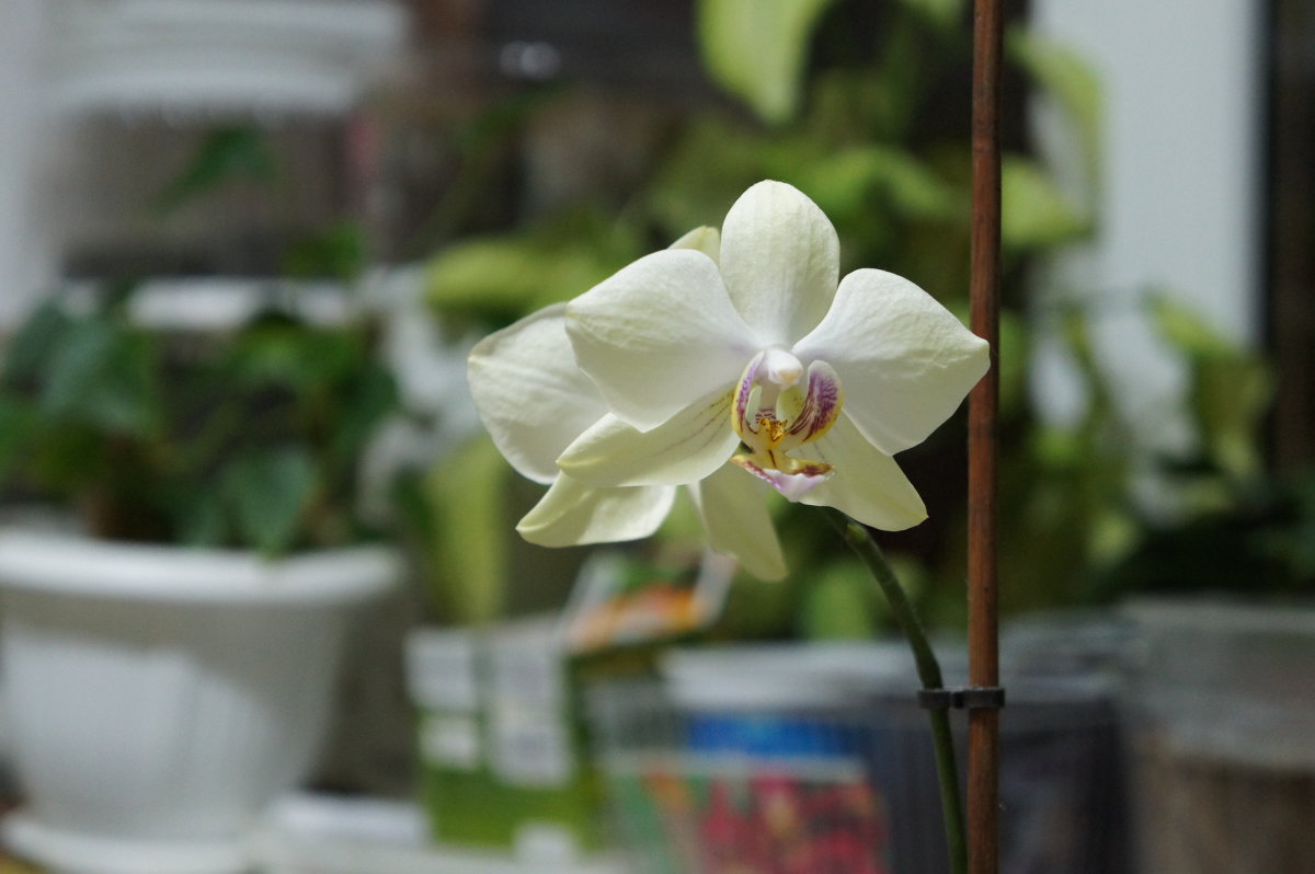 Орхидея - наталья грачева