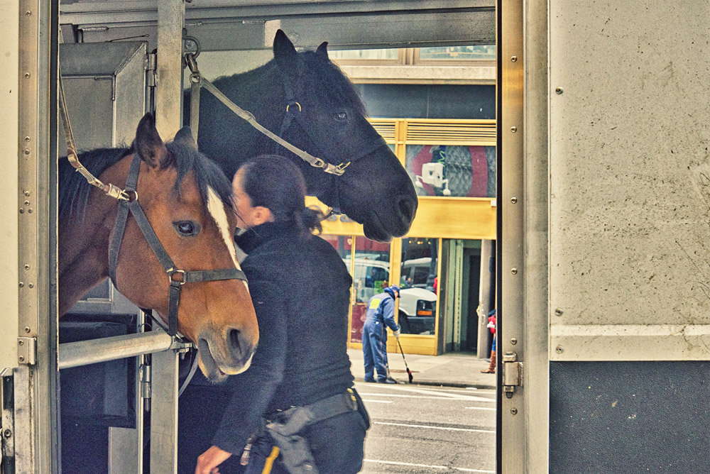 Полицейские лошади Нью-Йорка. - Gene Brumer